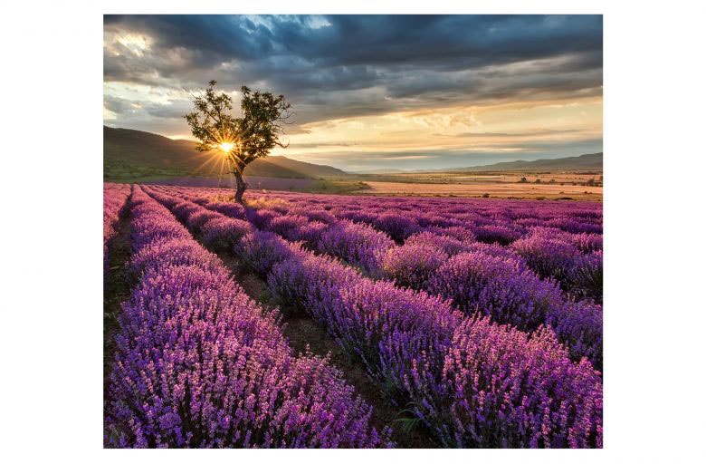 Wall-Art Herd-Abdeckplatte »Lavendel Blumen Sonnenaufgang«, (1 tlg.), moderne Schutzplatte von Wall-Art