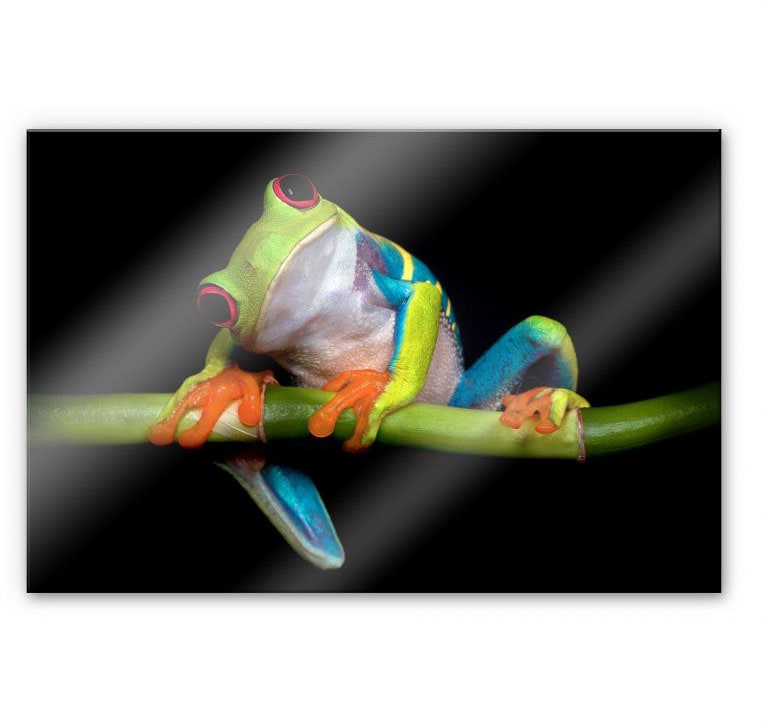 Wall-Art Küchenrückwand »Spritzschutz Frisch Green Frog«, (1 tlg.), Herd Waschbecken Wandschutz von Wall-Art