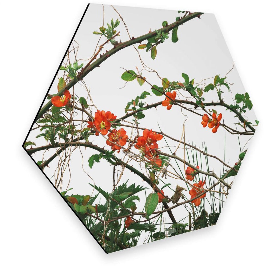 Wall-Art Metallbild »Quittenblüte Blumen Wandbild«, (1 St.), Retro Metallschild von Wall-Art