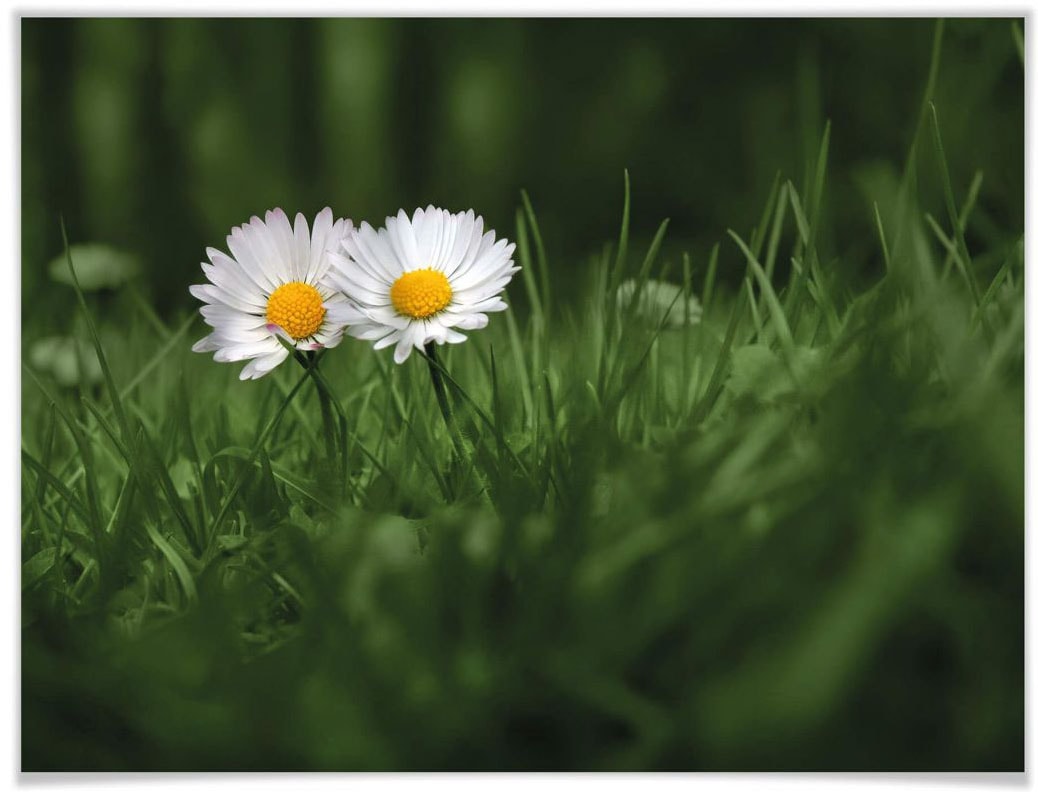 Wall-Art Poster »Blumen Zwei Gänseblümchen«, Blumen, (1 St.), Poster ohne Bilderrahmen von Wall-Art