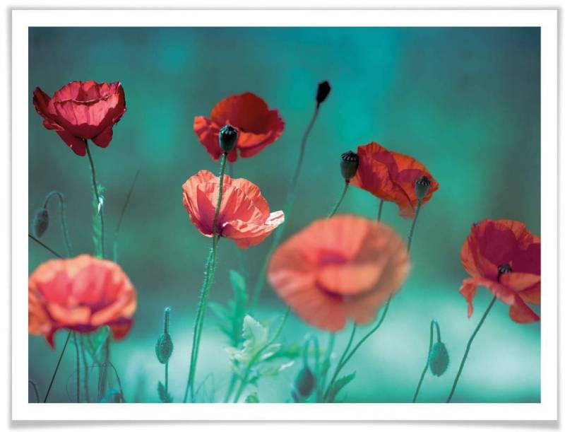 Wall-Art Poster »Mohn Aquamarin«, Pflanzen, (1 St.), Poster ohne Bilderrahmen von Wall-Art