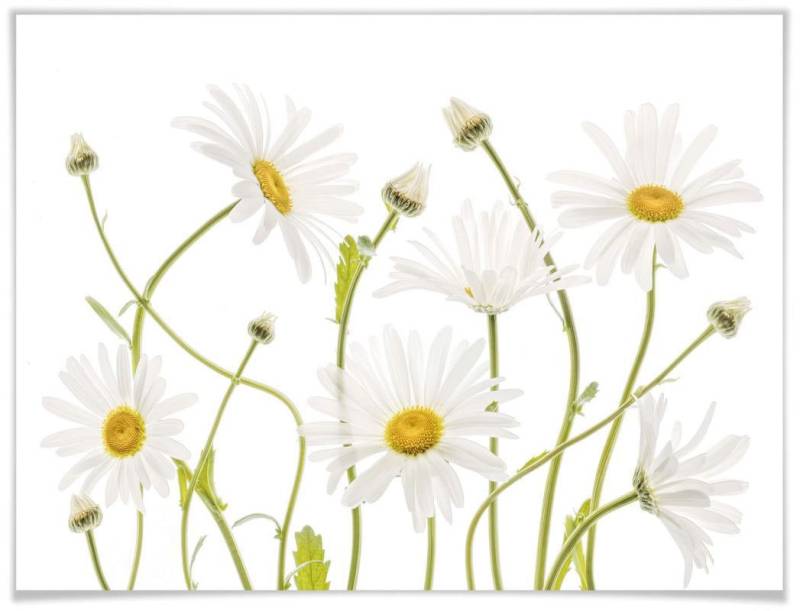 Wall-Art Poster »Ox eye Daisies«, Schriftzug, (1 St.), Poster ohne Bilderrahmen von Wall-Art