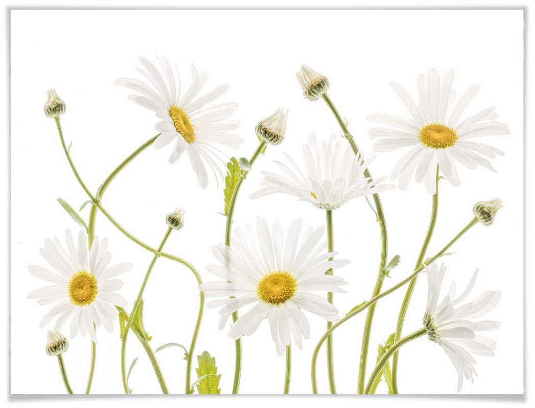 Wall-Art Poster »Ox eye Daisies«, Schriftzug, (1 St.), Poster ohne Bilderrahmen von Wall-Art