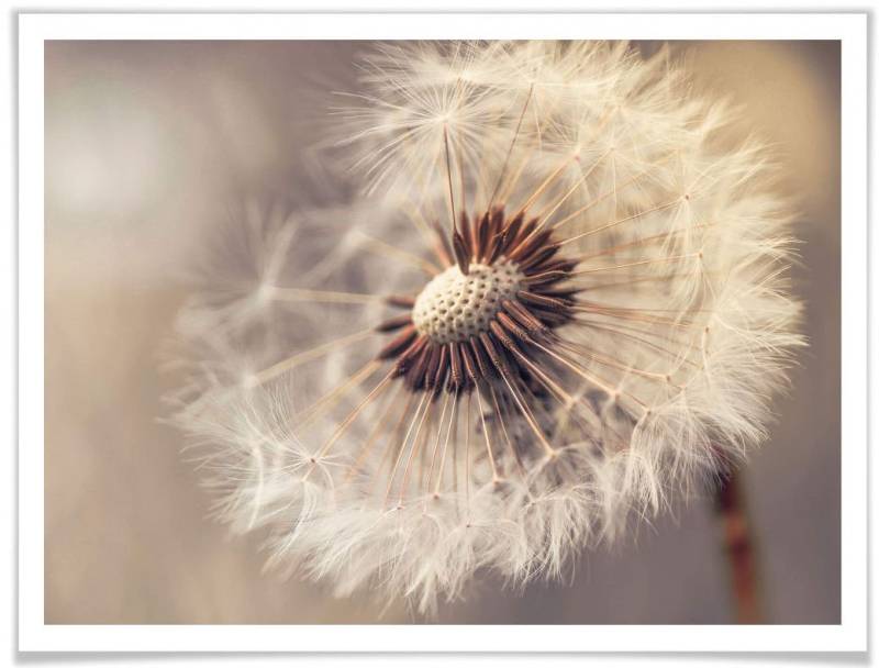 Wall-Art Poster »Pusteblume«, Blumen, (1 St.), Poster ohne Bilderrahmen von Wall-Art