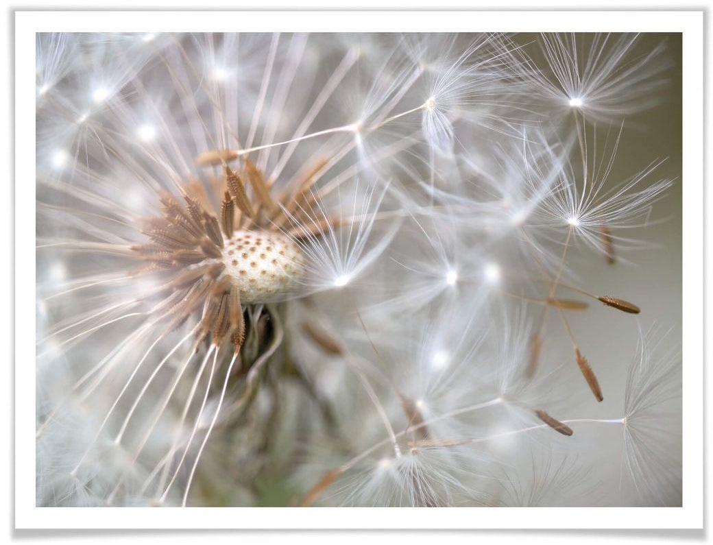 Wall-Art Poster »Pusteblume im Flug«, Blumen, (1 St.), Poster ohne Bilderrahmen von Wall-Art