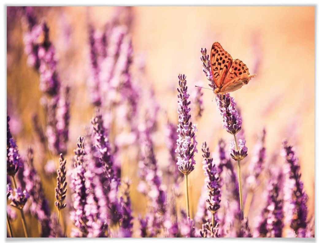 Wall-Art Poster »Schmetterling Lavendel«, Schmetterlinge, (Set, 1 St.), Poster ohne Bilderrahmen von Wall-Art