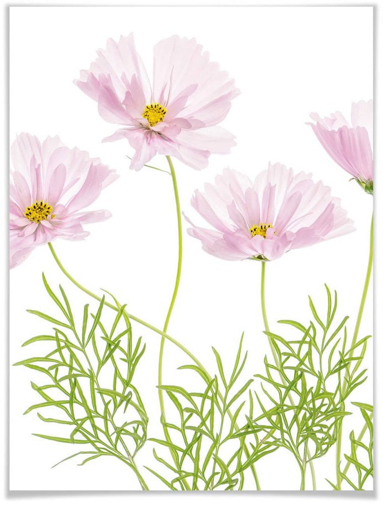 Wall-Art Poster »Sommerblume«, Blumen, (1 St.), Poster ohne Bilderrahmen von Wall-Art