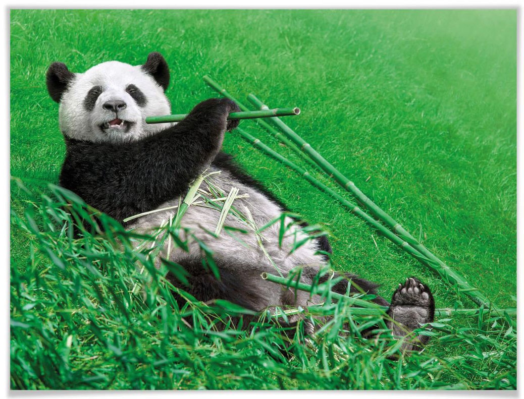 Wall-Art Poster »Waldtiere Bambus Panda«, Tiere, (1 St.), Poster ohne Bilderrahmen von Wall-Art