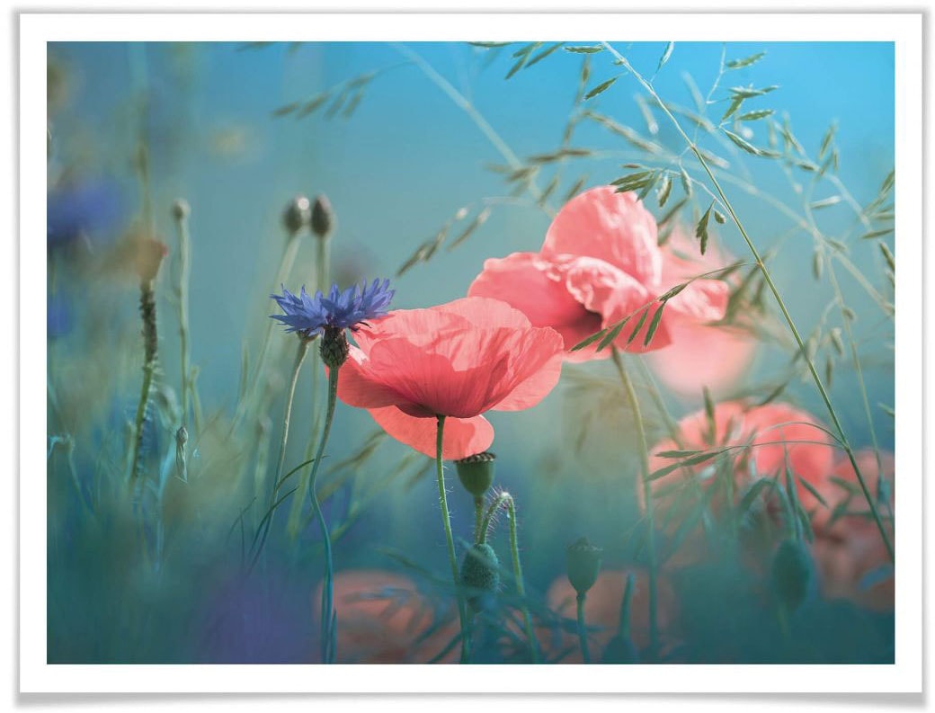 Wall-Art Poster »Wildblumen Aquamarin«, Blumen, (Set, 1 St.), Poster ohne Bilderrahmen von Wall-Art