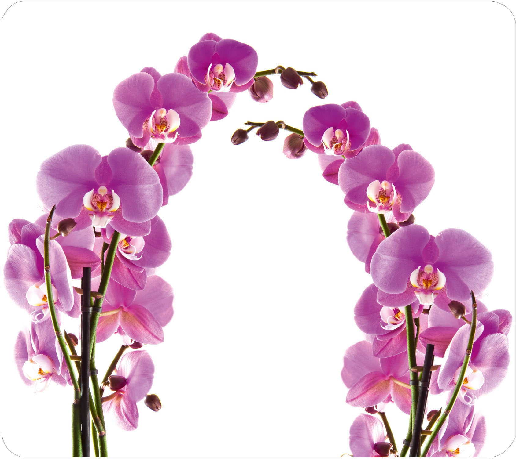 WENKO Herd-Abdeckplatte »Orchideenblüte« WENKO Herd-Abdeckplatte »Orchideenblüte« von Wenko