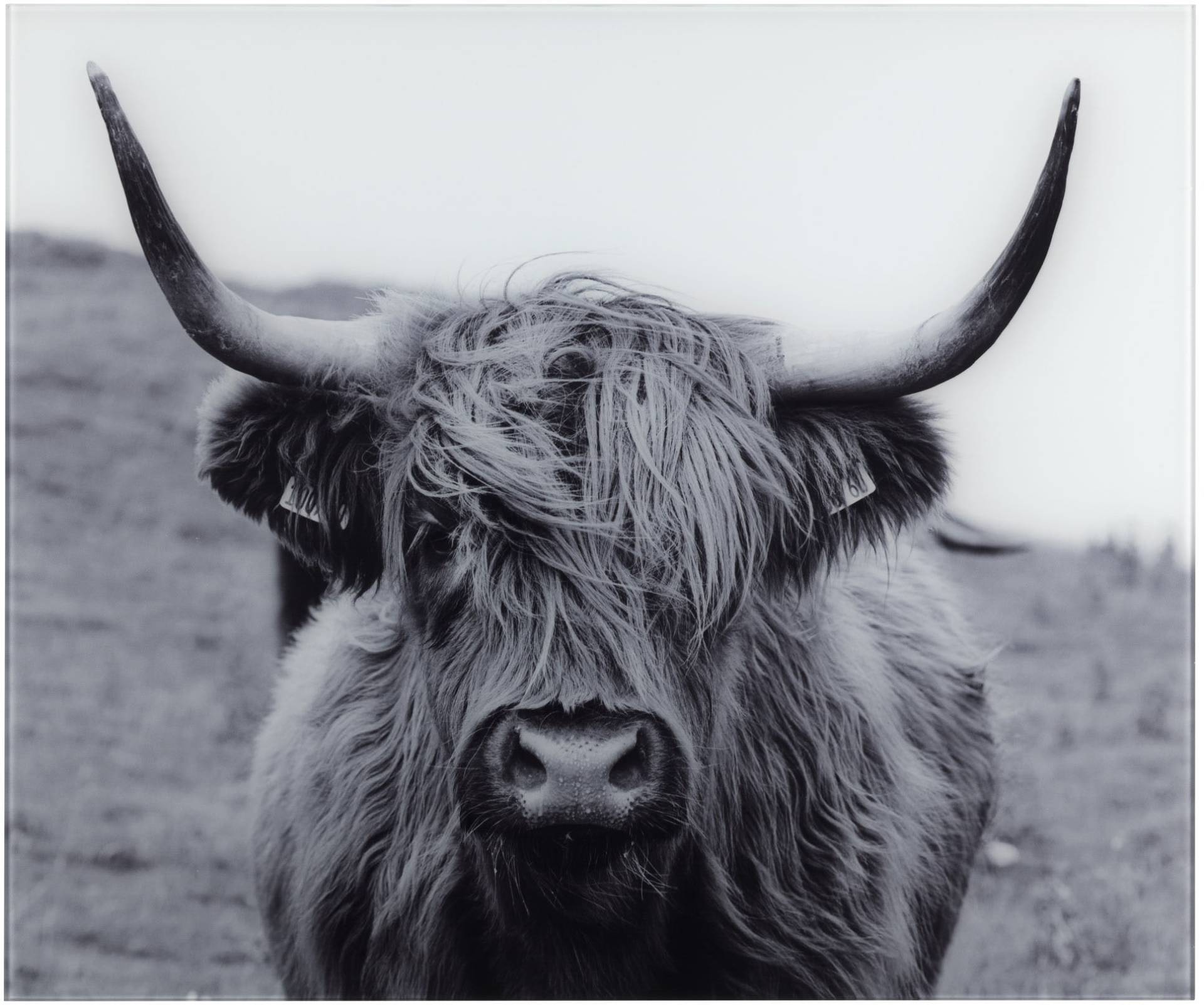 WENKO Küchenrückwand »Highland Cattle«, (1 tlg.), gehärtetes Glas, 60x50 cm WENKO Küchenrückwand »Highland Cattle«, (1 tlg.), gehärtetes Glas, 60x50 cm von Wenko