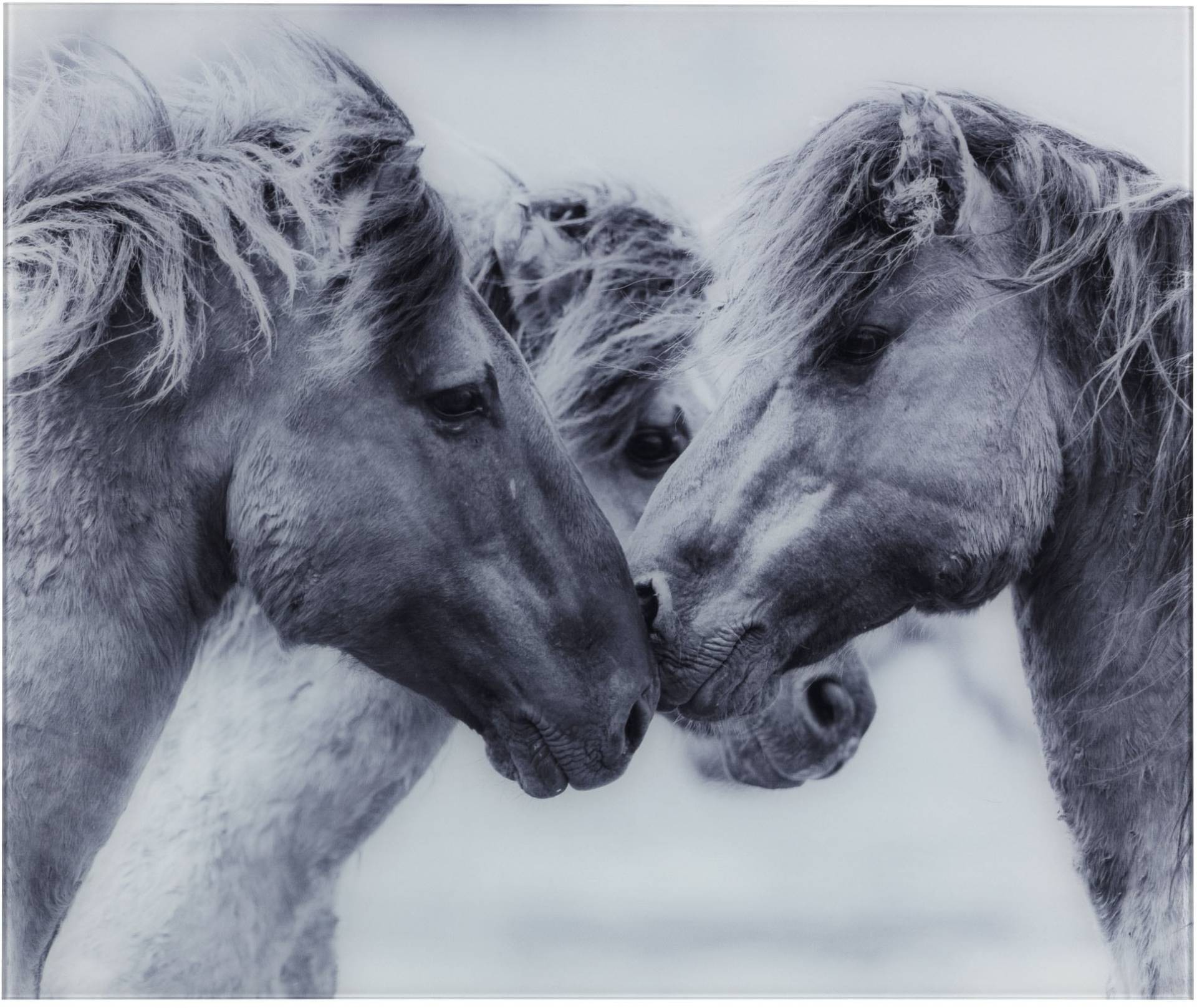 WENKO Küchenrückwand »Horses«, (1 tlg.), gehärtetes Glas, 60x50 cm von Wenko