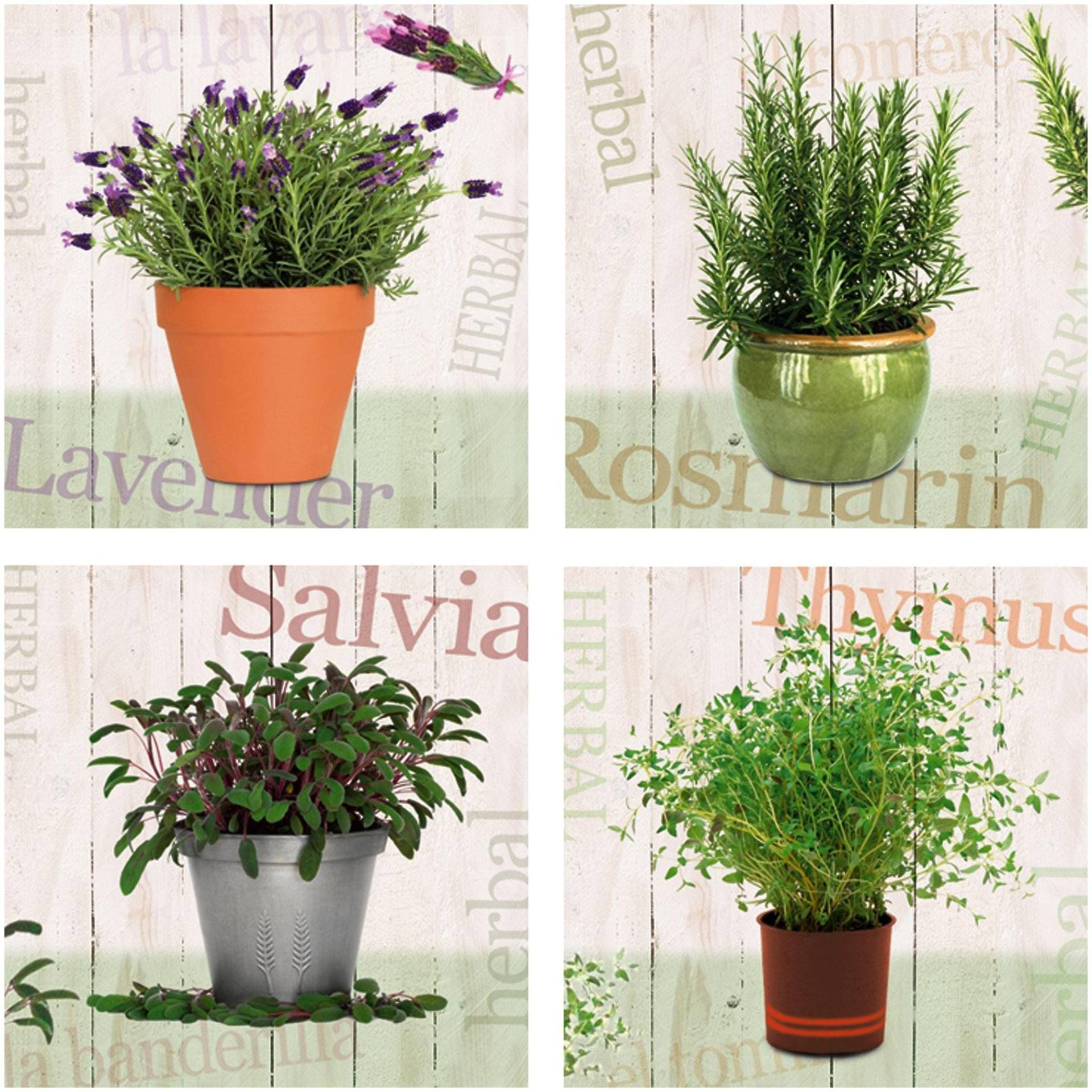 Home affaire Leinwandbild »Lavendel, Rosmarin, Salbei, Thymian«, (Set), 4x 30/30 cm von home affaire