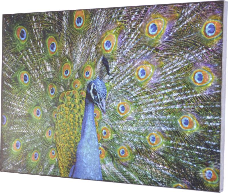 HOFMANN LIVING AND MORE Metallbild »Pfau«, Masse (B/T/H): 76/3/51 cm von HOFMANN LIVING AND MORE