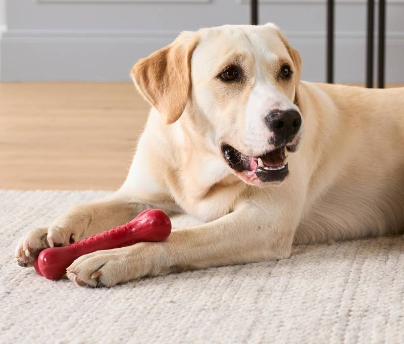 Hunde-Spielzeug, Knochen