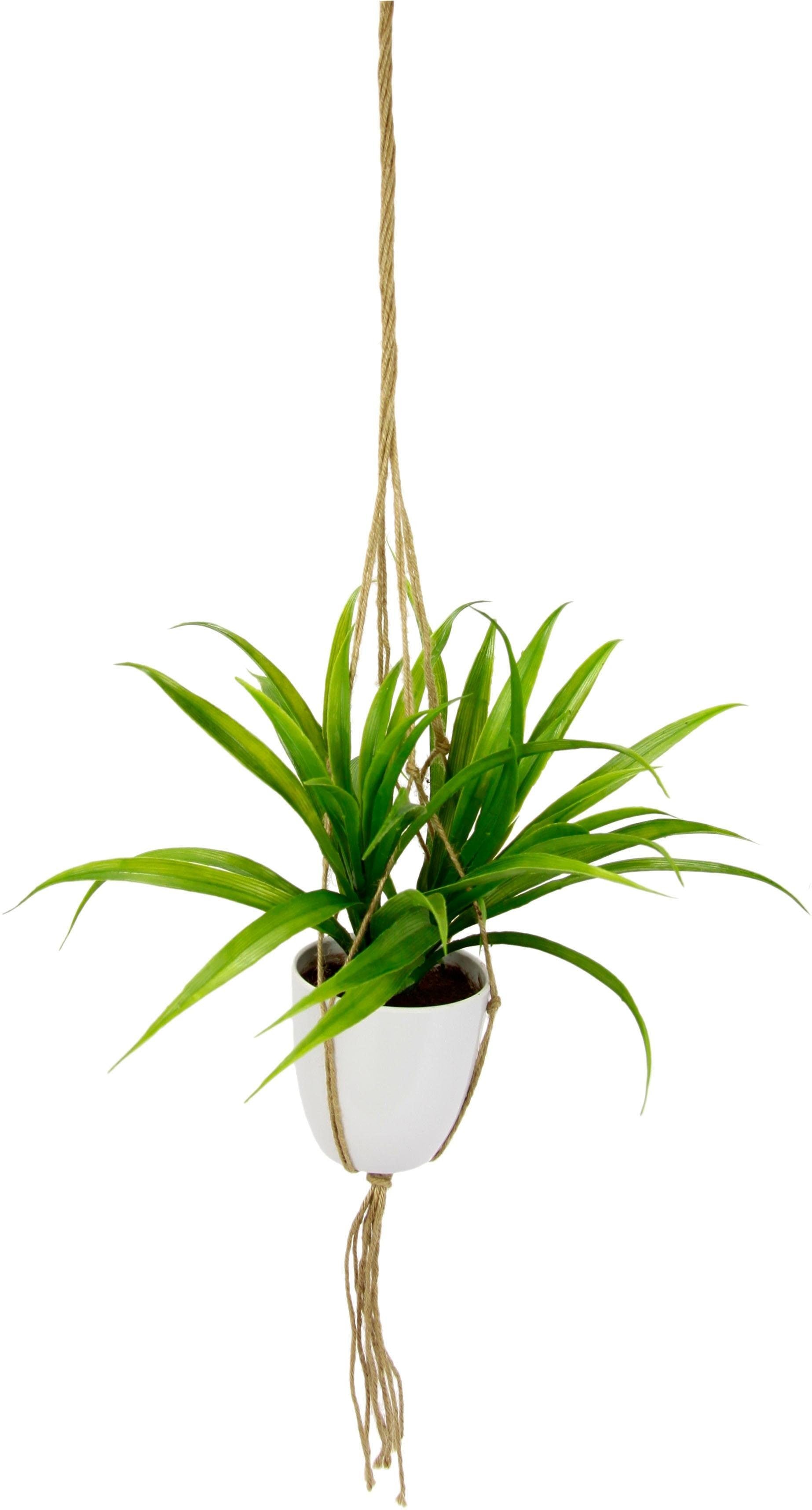 I.GE.A. Kunstpflanze »Dracena«, in Hängeampel von I.GE.A.