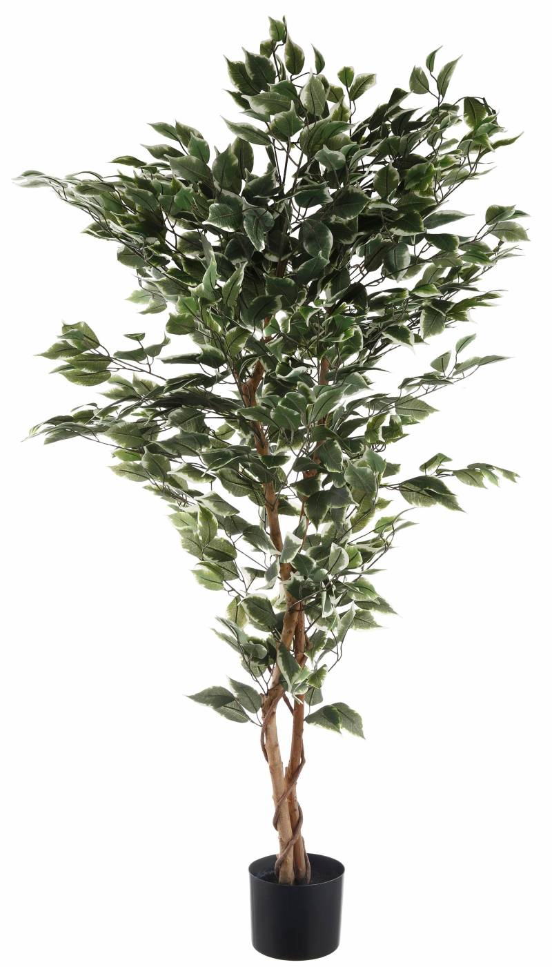 Creativ green Kunstpflanze »Ficus Benjamini« von Creativ green