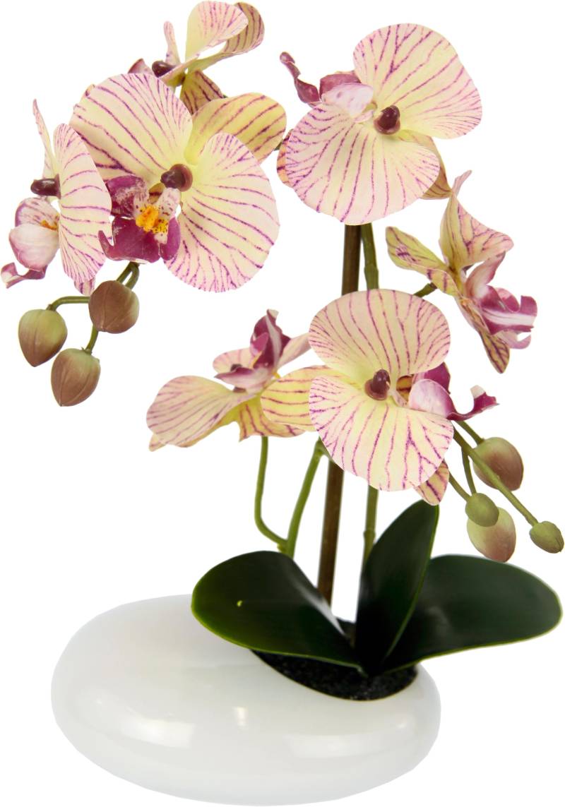 I.GE.A. Kunstpflanze »Phalaenopsis in Schale« von I.GE.A.