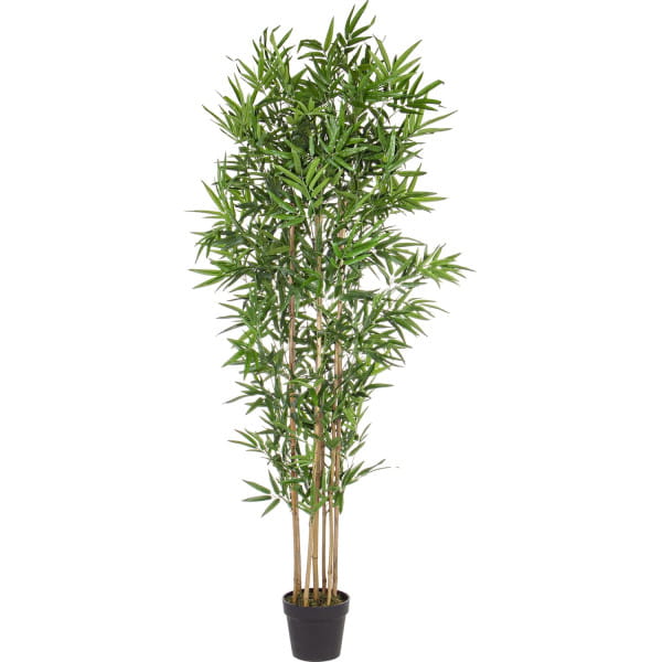 Bambus-Pflanze Höhe 185 von mutoni lifestyle
