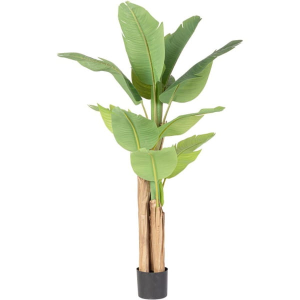 Bananenpflanze 13 Blätter 150 von mutoni lifestyle