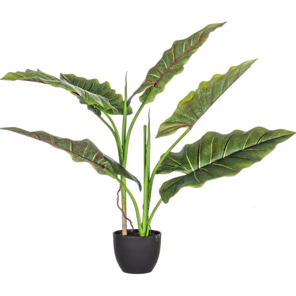 Pflanze Dieffenbachia mit Vase 7 Blätter von mutoni lifestyle