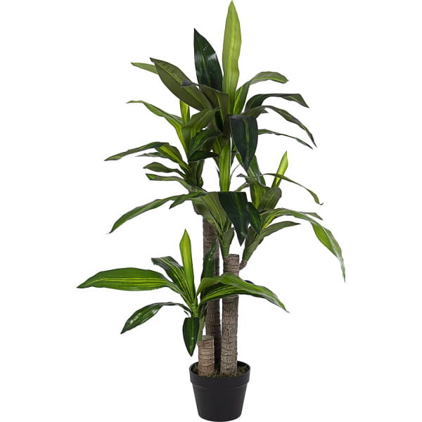 Pflanze Dracanea mit Vase 65 Blätter 80x110 von mutoni lifestyle