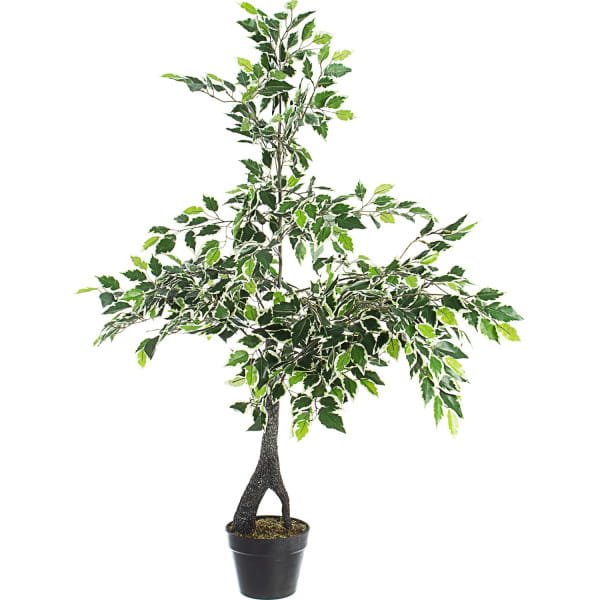 Pflanze Feigenbaum Höhe 120 von mutoni lifestyle