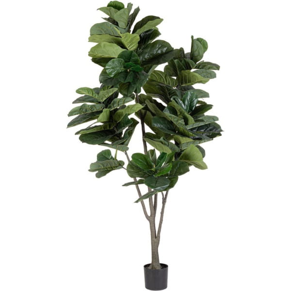 Pflanze Ficus Lyrata 230 von mutoni lifestyle