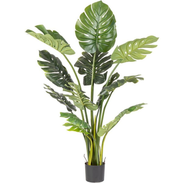Pflanze Philodendron 150 von mutoni lifestyle