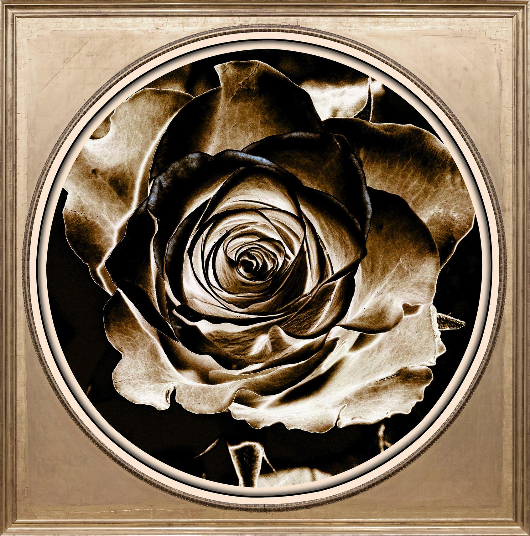 queence Acrylglasbild »Rose Sepia«, Blumen-Blumenbilder-Kunst-Pflanzen-Pflanzenbilder-Gemälde, Fine Art-Print in Galeriequalität von queence