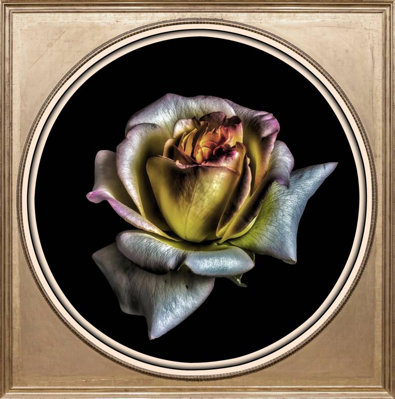 queence Acrylglasbild »Rose«, Blumen-Blumenbilder-Kunst-Pflanzen-Pflanzenbilder-Gemälde, Fine Art-Print in Galeriequalität von queence