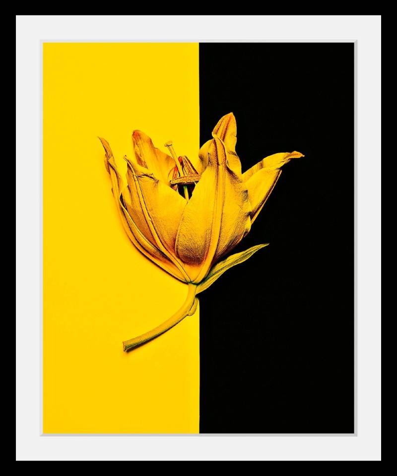 queence Bild »Blüte«, Blumen-Blumenbilder-Pflanzen-Kunst, HD Premium Poster-Druck inkl. Holzrahmen von queence