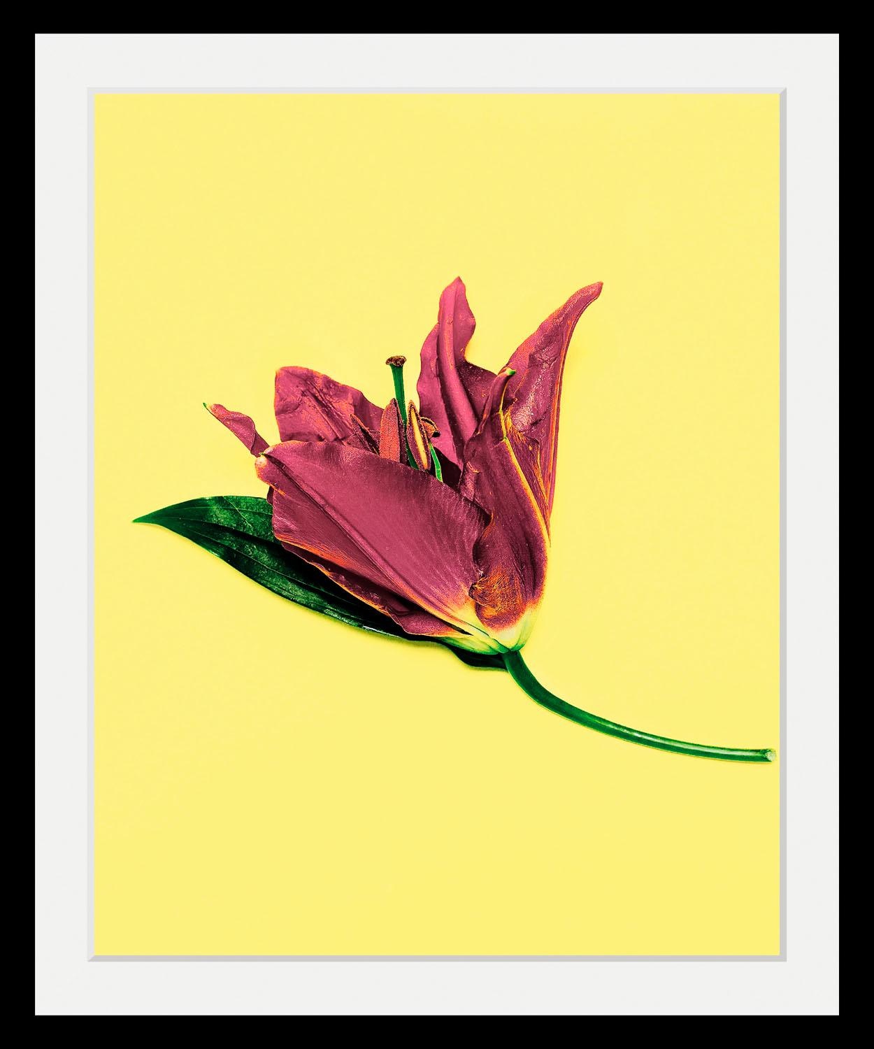 queence Bild »Blume«, Blumen-Blumenbilder-Pflanzen-Kunst, HD Premium Poster-Druck inkl. Holzrahmen von queence