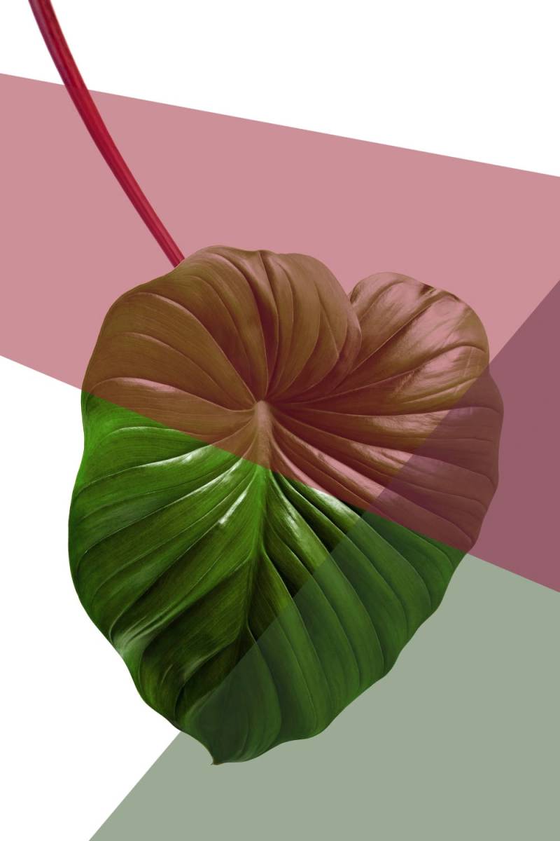 queence Acrylglasbild »Blätter« von queence