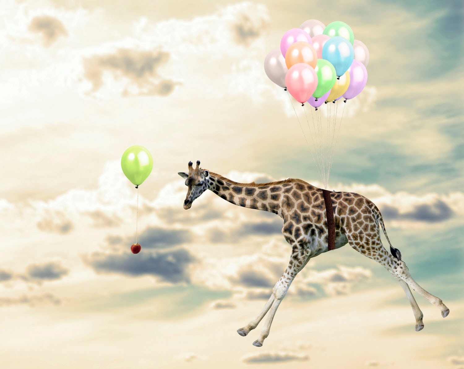 queence Acrylglasbild »fliegende Giraffe«, Tiere-Luftballon-Himmel-Giraffe-Giraffen-Giraffen Bilder-Himmelsbilder, Fine Art-Print in Galeriequalität von queence