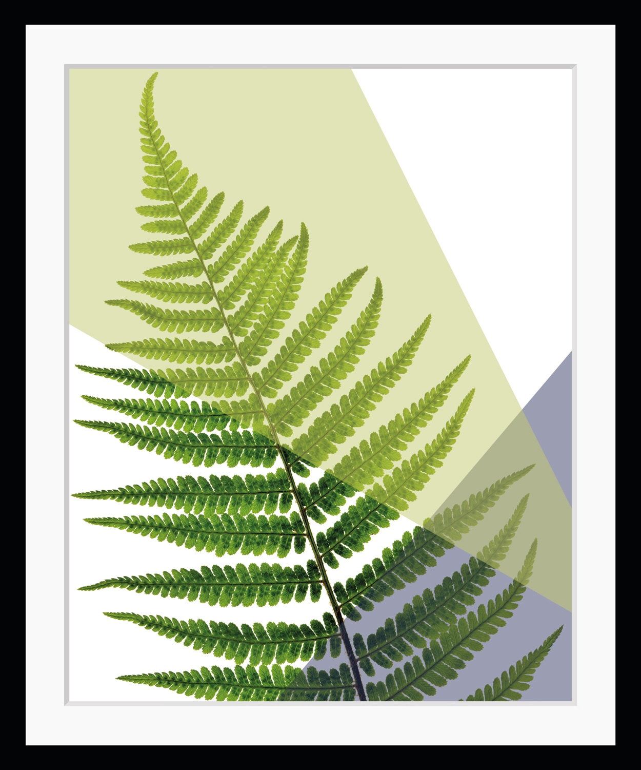 queence Bild »Fahn«, Blätter-Pflanzen-Pflanzenbilder-Kunst, HD Premium Poster-Druck inkl. Holzrahmen queence Bild »Fahn«, Blätter-Pflanzen-Pflanzenbilder-Kunst, HD Premium Poster-Druck inkl. Holzrahmen von queence