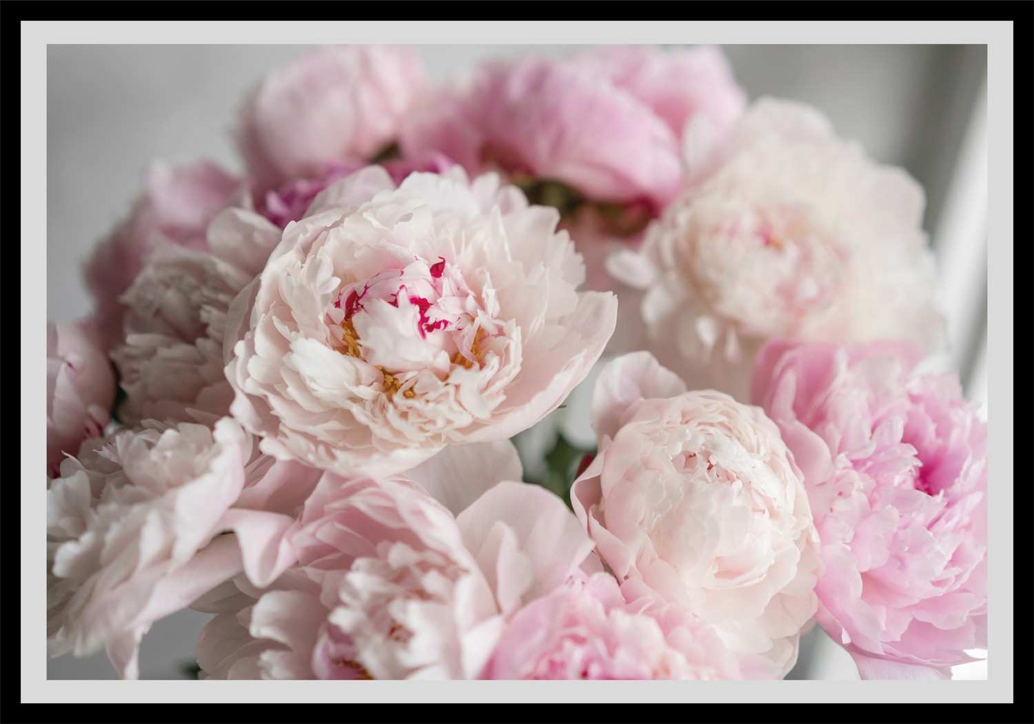 queence Bild »Amalia«, Blumen, gerahmt, Rosen queence Bild »Amalia«, Blumen, gerahmt, Rosen von queence