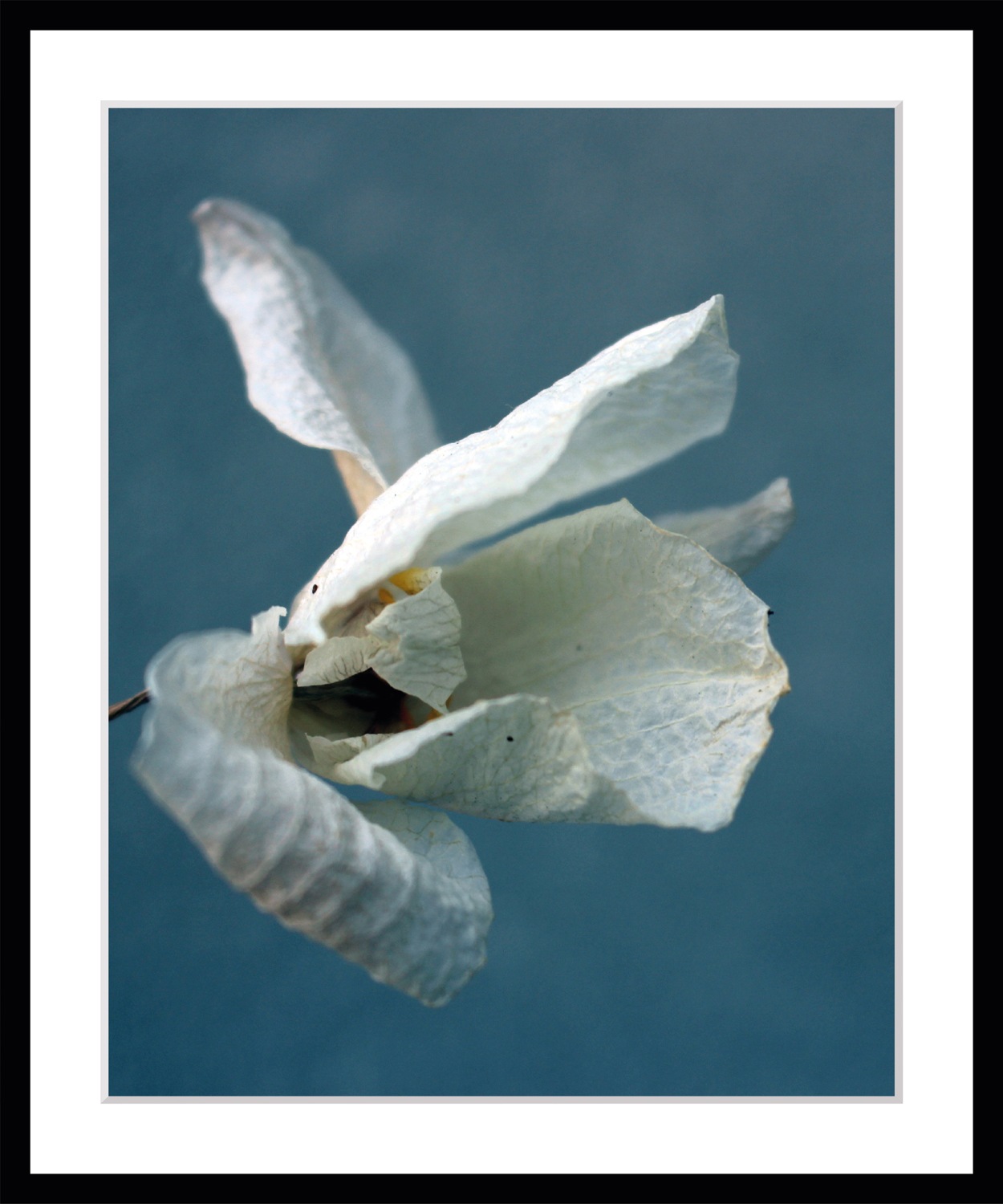 queence Bild »Amelie«, Blumen, Blumen, gerahmt queence Bild »Amelie«, Blumen, Blumen, gerahmt von queence