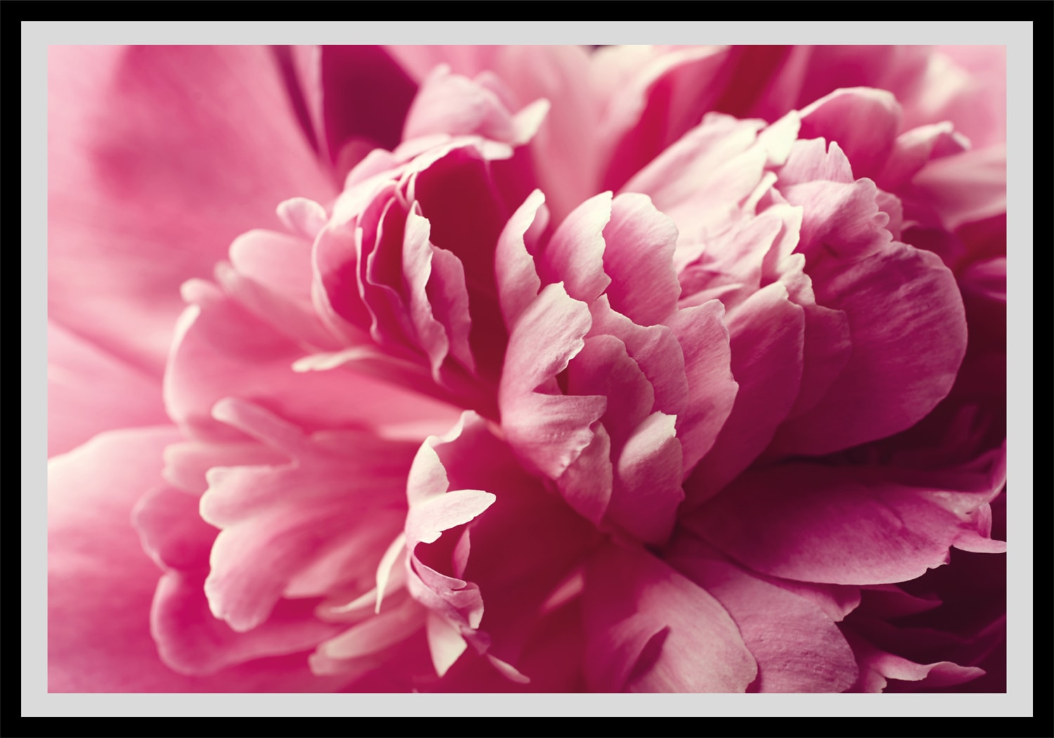 queence Bild »Andreas«, Blumen, Rosen, gerahmt queence Bild »Andreas«, Blumen, Rosen, gerahmt von queence