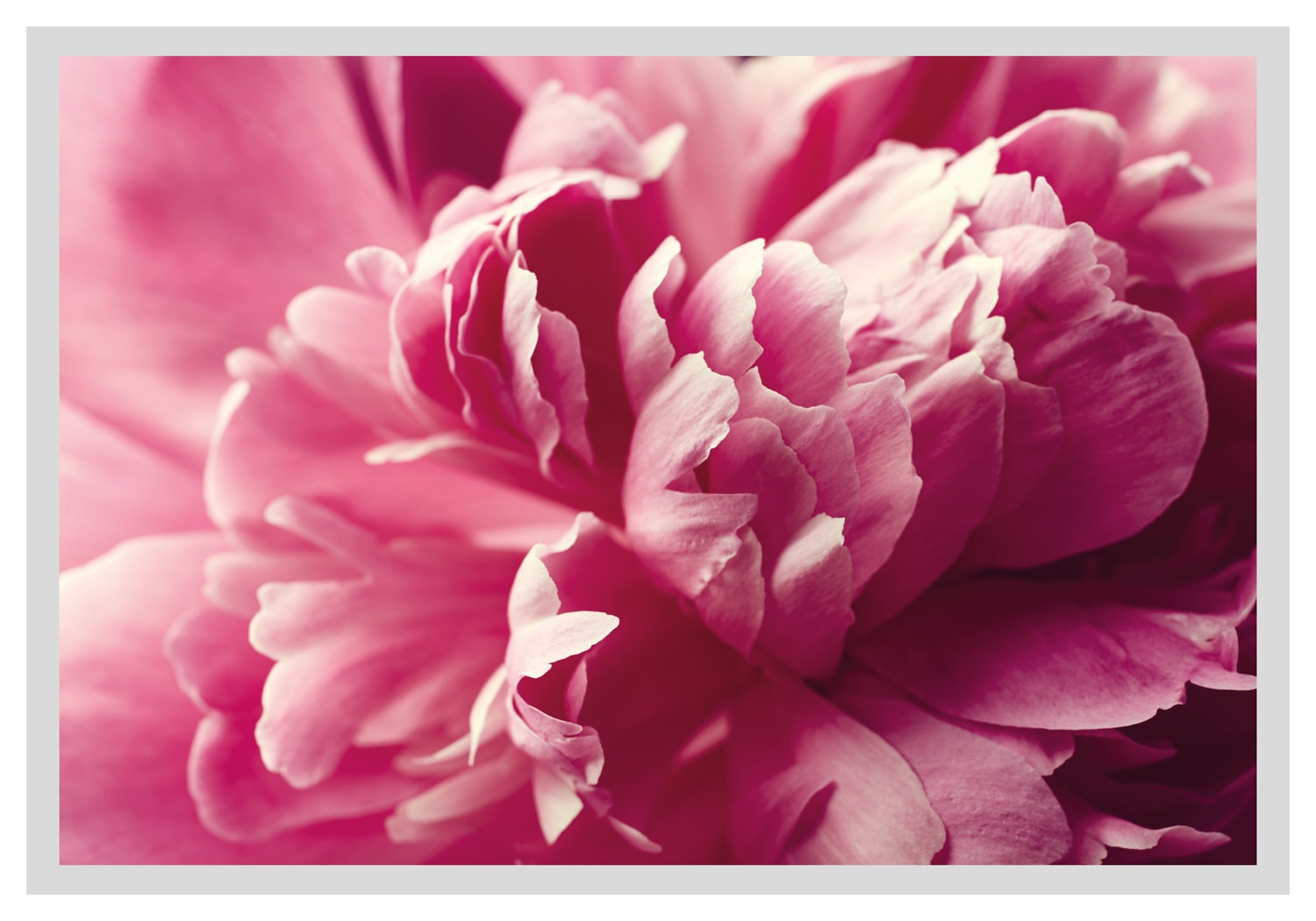 queence Bild »Andreas«, Blumen, Rosen, gerahmt queence Bild »Andreas«, Blumen, Rosen, gerahmt von queence