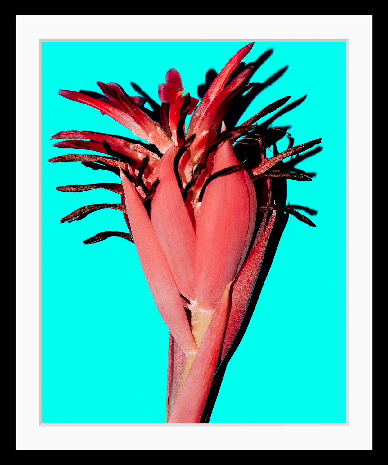 queence Bild »Anni«, Pflanzen-Pflanzenbilder-Kunst-Blumen, HD Premium Poster-Druck inkl. Holzrahmen queence Bild »Anni«, Pflanzen-Pflanzenbilder-Kunst-Blumen, HD Premium Poster-Druck inkl. Holzrahmen von queence
