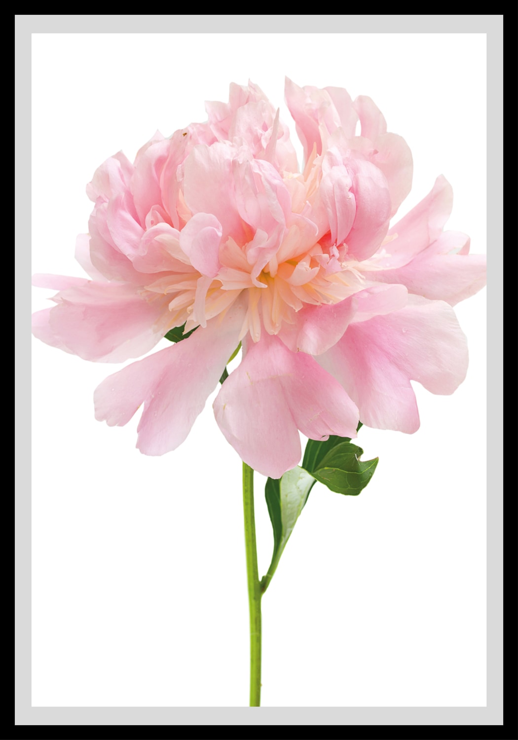 queence Bild »Beate«, Blumen, Rosen, gerahmt queence Bild »Beate«, Blumen, Rosen, gerahmt von queence