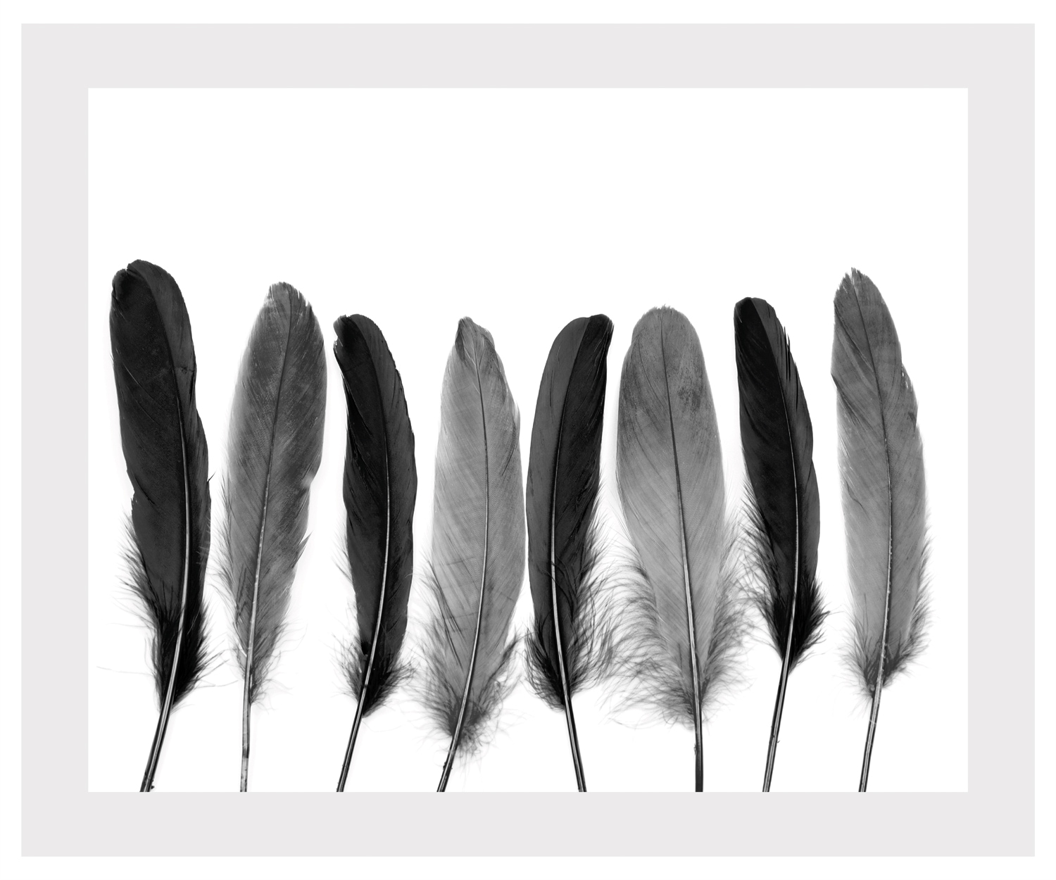 queence Bild »Carmen«, Federn, gerahmt, Federn queence Bild »Carmen«, Federn, gerahmt, Federn von queence