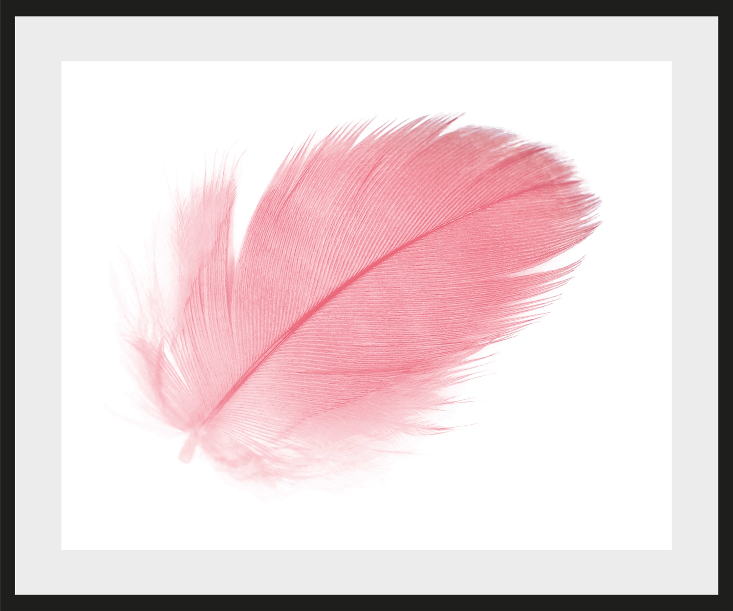 queence Bild »Finja«, Federn, gerahmt, Rosen queence Bild »Finja«, Federn, gerahmt, Rosen von queence