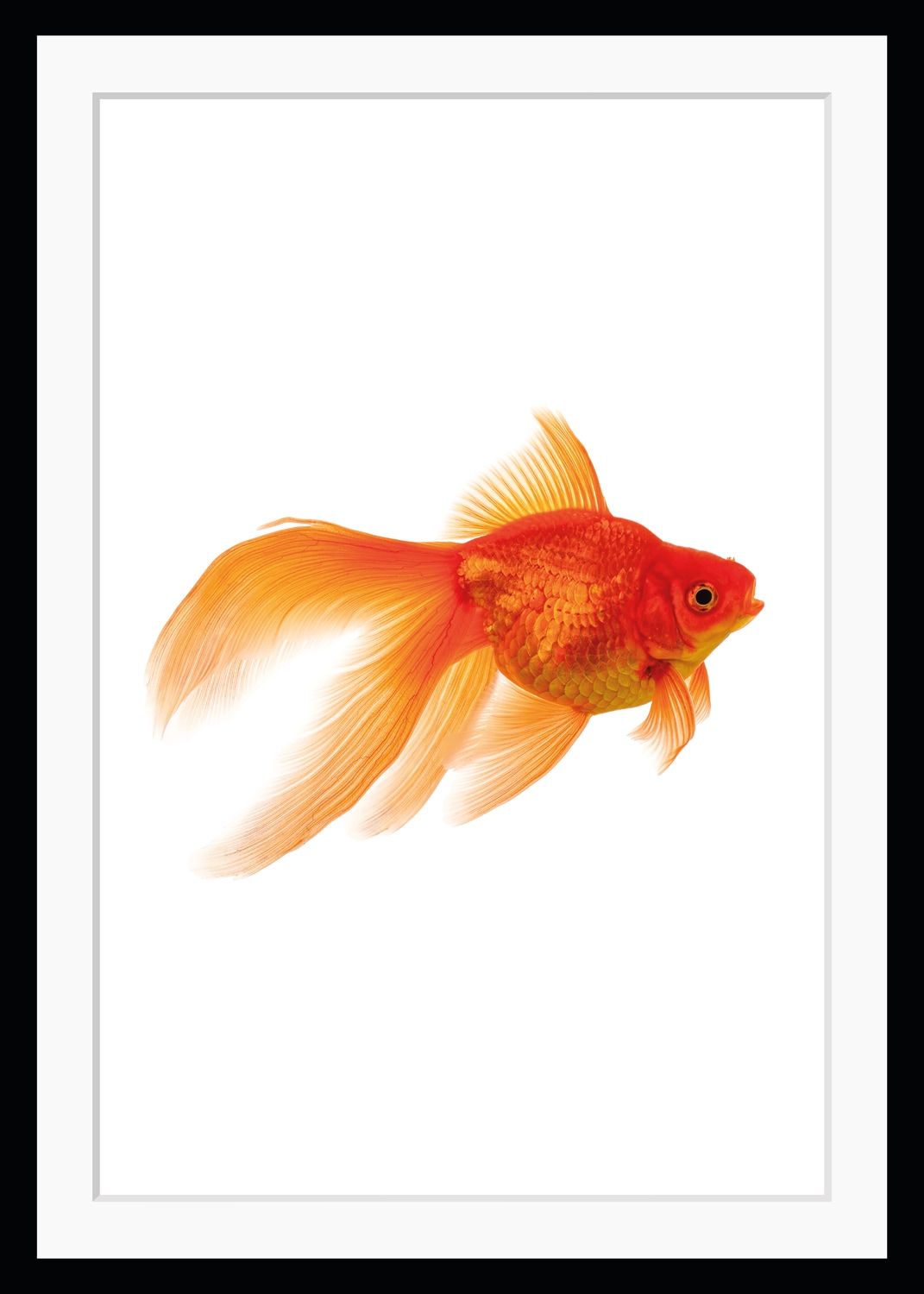 queence Bild »Goldi«, Fisch & Meeresfrüchte-Kunst-Humor, HD Premium Poster-Druck inkl. Holzrahmen queence Bild »Goldi«, Fisch & Meeresfrüchte-Kunst-Humor, HD Premium Poster-Druck inkl. Holzrahmen von queence