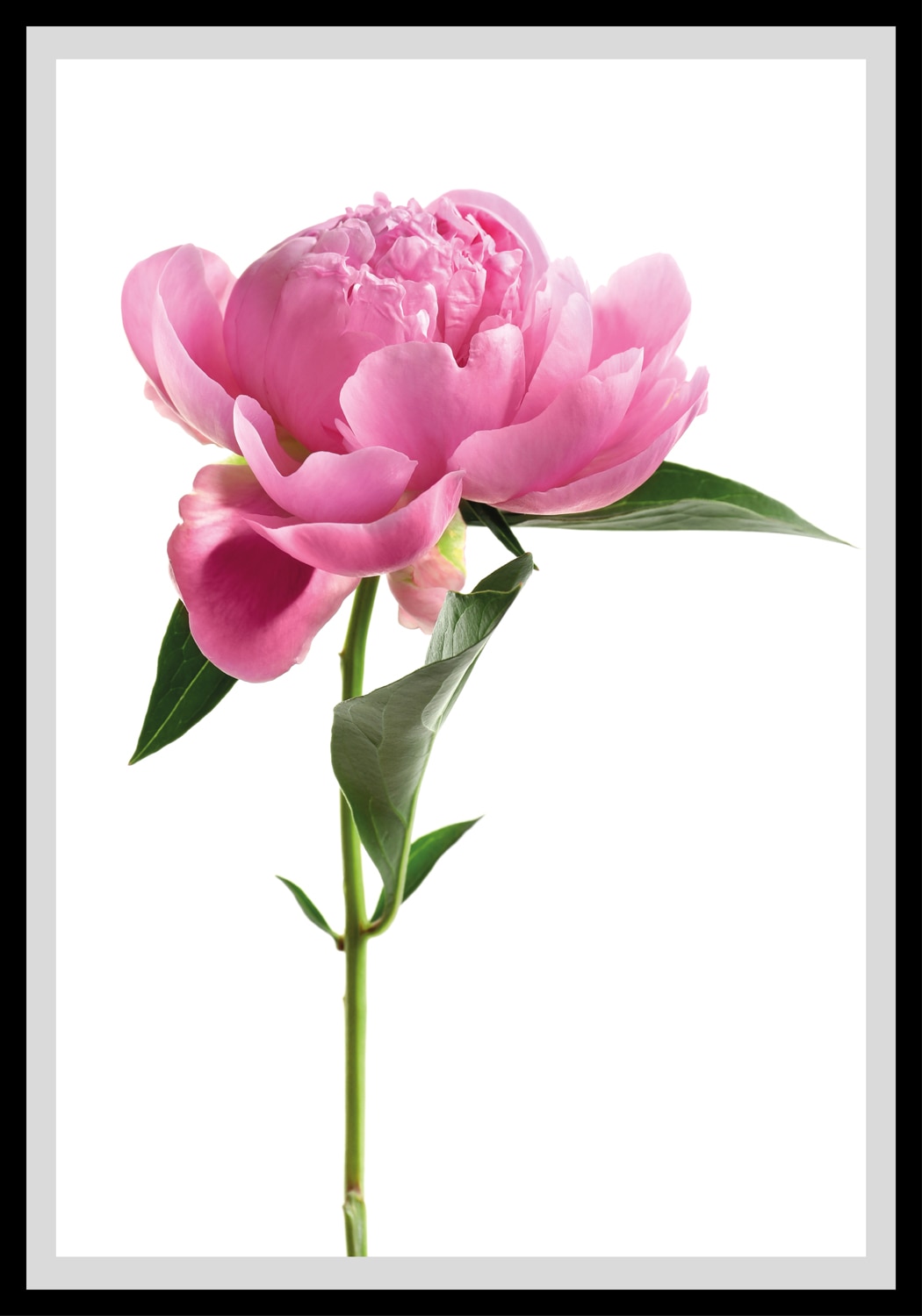 queence Bild »Gundula«, Blumen, gerahmt, Rosen queence Bild »Gundula«, Blumen, gerahmt, Rosen von queence