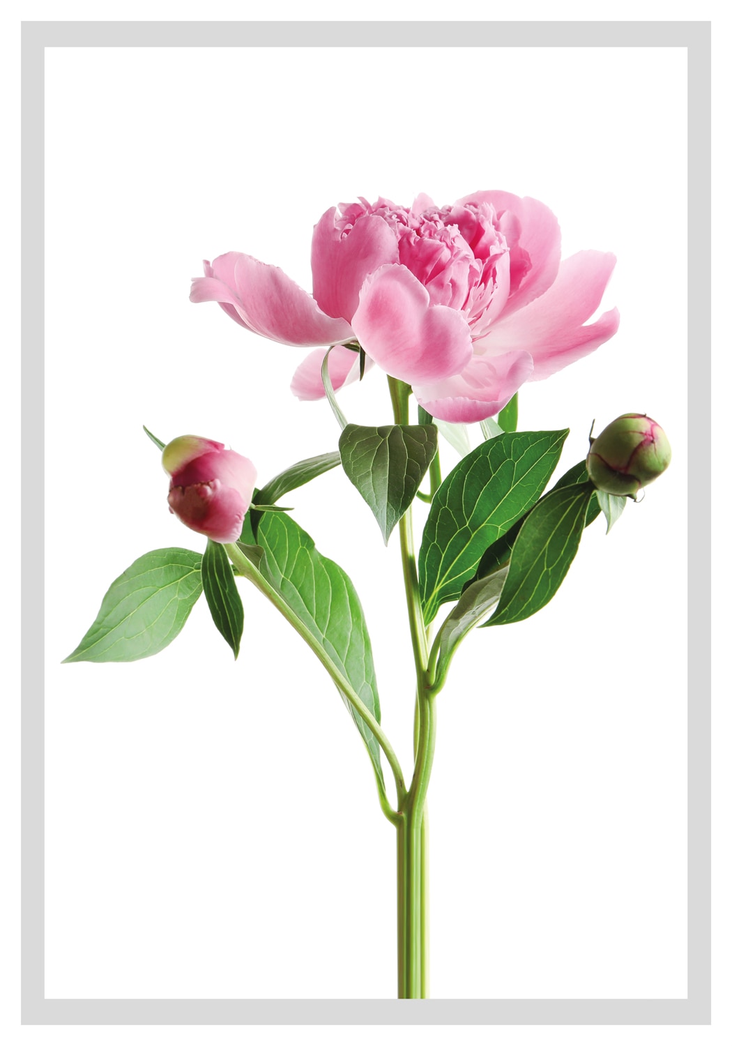 queence Bild »Gundula«, Blumen, gerahmt, Rosen queence Bild »Gundula«, Blumen, gerahmt, Rosen von queence