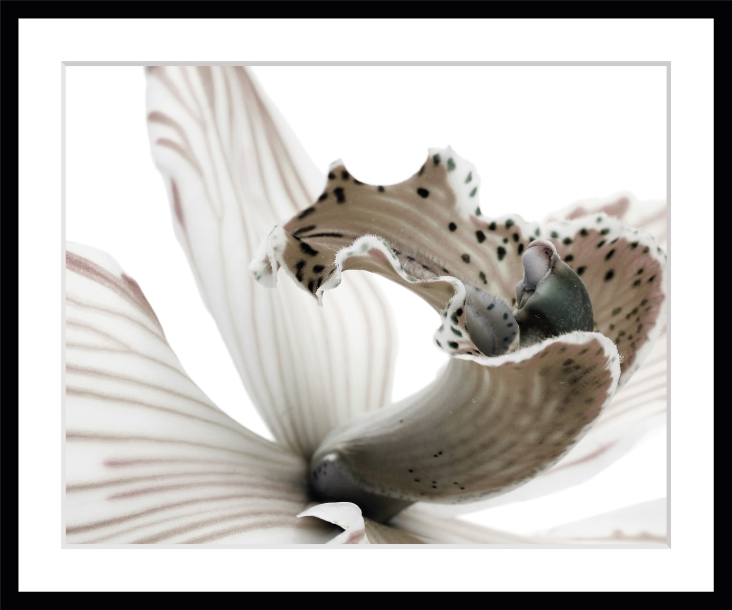 queence Bild »Herkules«, Blumen, Rosen, gerahmt queence Bild »Herkules«, Blumen, Rosen, gerahmt von queence