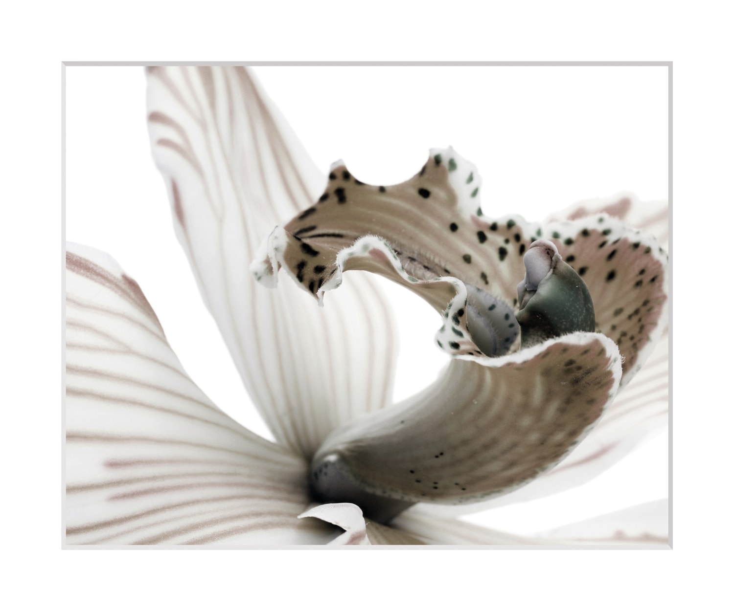 queence Bild »Herkules«, Blumen-Blumenbilder-Pflanzenbilder-Foto-Kunst, HD Premium Poster-Druck inkl. Holzrahmen queence Bild »Herkules«, Blumen-Blumenbilder-Pflanzenbilder-Foto-Kunst, HD Premium Poster-Druck inkl. Holzrahmen von queence