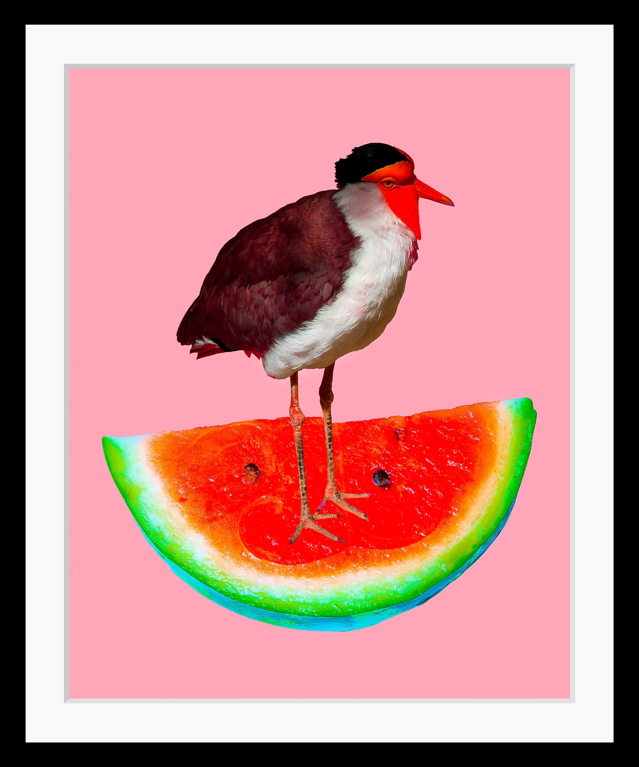 queence Bild »Josi«, Obst-Obst Bilder-Kunst-Lebensmittel-Wassermelone-Vögel-Vogelbilder, HD Premium Poster-Druck inkl. Holzrahmen von queence